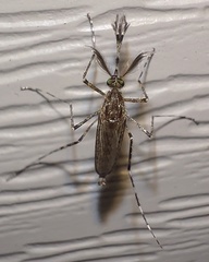 Coquillettidia perturbans