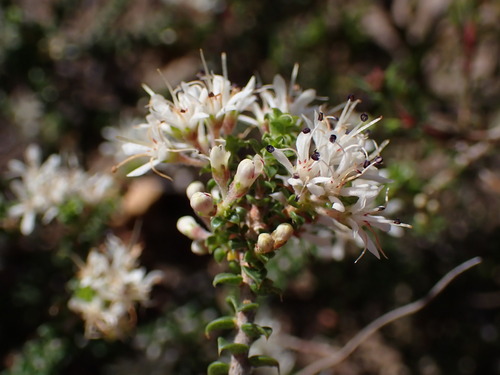 Image of Agathosma recurvifolia by (c) Ren Hoekstra, some rights reserved (CC BY)