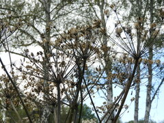 Heracleum dissectum