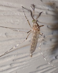 Coquillettidia perturbans