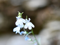 Lobelia kalmii