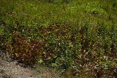 Rudbeckia californica
