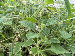 Solanum sarrachoides