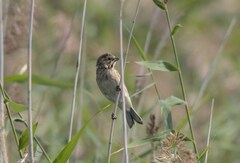 Emberiza schoeniclus