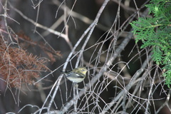 Setophaga fusca