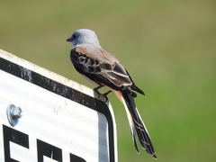 Tyrannus forficatus