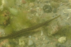 Syngnathus typhle
