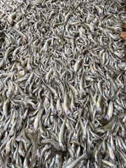 Acanthogobius flavimanus