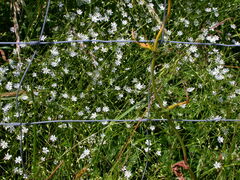 Stellaria graminea