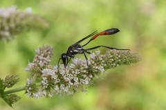 Ammophila procera