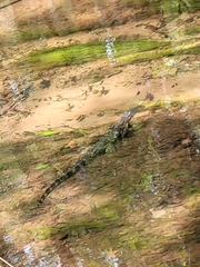 Alligator mississippiensis