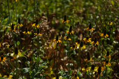 Rudbeckia californica