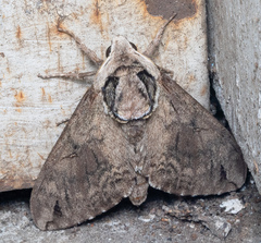 Ceratomia catalpae