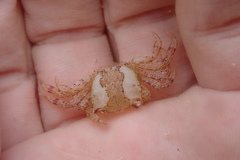 Hemigrapsus takanoi