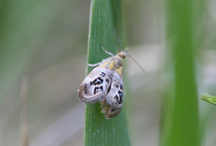 Tebenna gemmalis