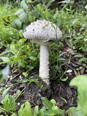 Lepiota clypeolaria