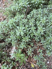Amaranthus polygonoides