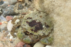 Hemigrapsus takanoi
