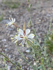 Oenothera suffrutescens