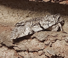 Sympistis chionanthi