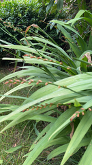 Crocosmia × crocosmiiflora