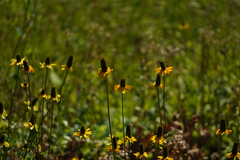 Rudbeckia californica