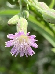 Lactuca graminifolia