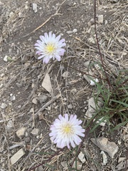 Malacothrix saxatilis