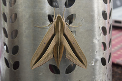 Theretra silhetensis