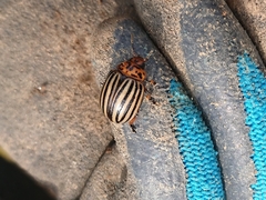 Leptinotarsa decemlineata