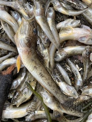 Acanthogobius flavimanus
