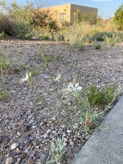 Oenothera suffrutescens