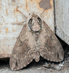 Ceratomia catalpae