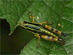 Tonkinacris decoratus
