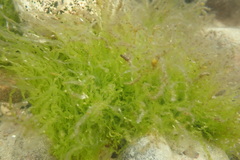 Ulva