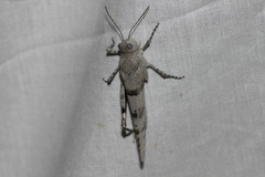 Sphingonotus caerulans