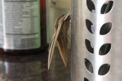 Theretra silhetensis