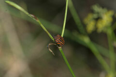 Graphosoma italicum italicum