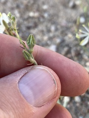 Oenothera suffrutescens