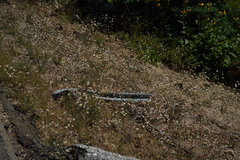 Eriogonum nudum