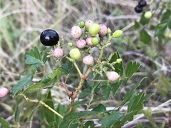 Nekemias arborea