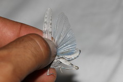 Sphingonotus caerulans