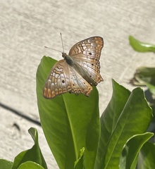 Anartia jatrophae
