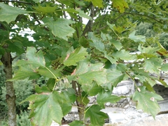 Torminalis glaberrima