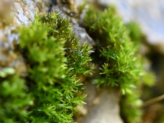 Didymodon