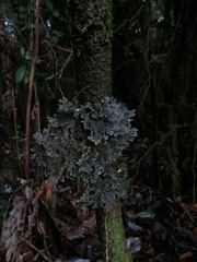 Pseudocyphellaria