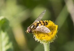 Eupeodes latifasciatus