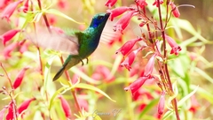 Colibri thalassinus