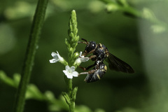 Epeolus bifasciatus