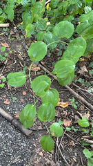 Smilax rotundifolia